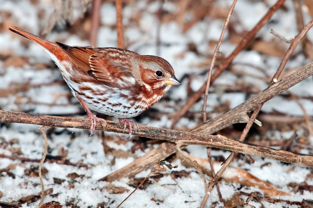 Fox Sparrow by Kelly Colgan Azar is marked with CC BY-ND 2.0.